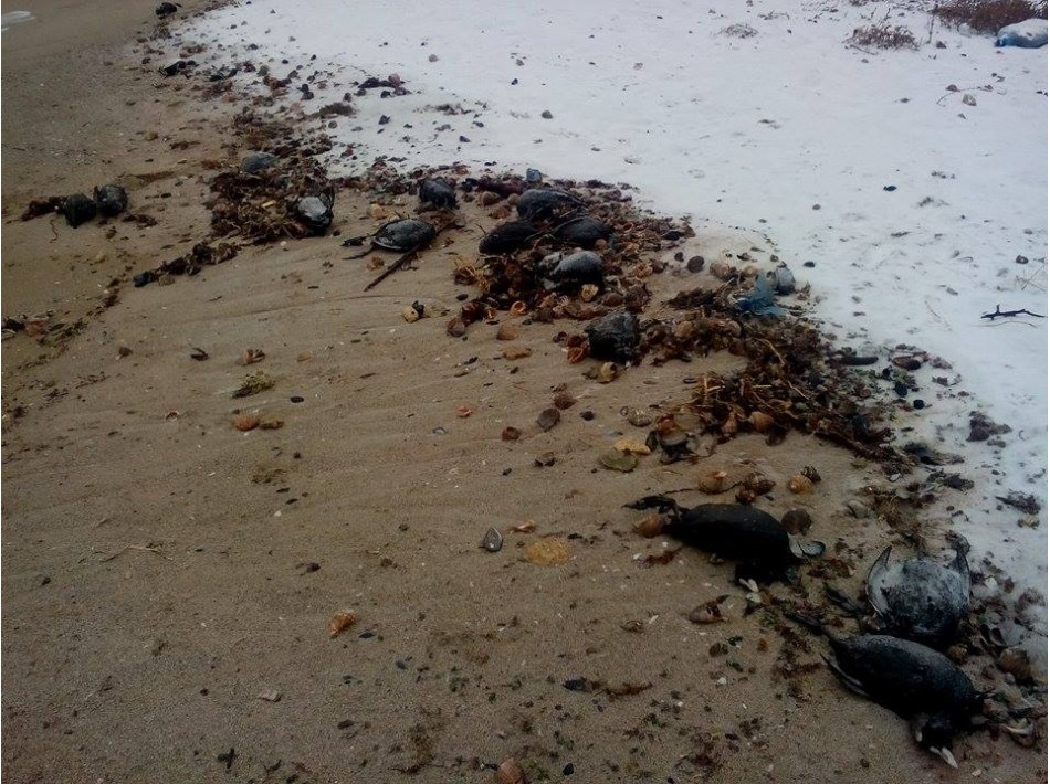 Няма край: И в България започнаха на падат мъртви птици от небето след кошмара в цяла Европа