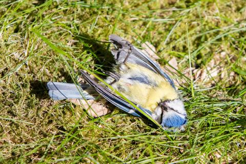В Германия установиха защо падат мъртви птици от небето