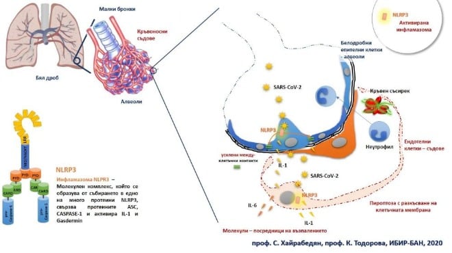 Учени от БАН откриха причината за тежките усложнения от COVID-19