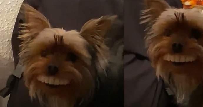Светът се побърка по ВИДЕО с кученце, откраднало зъбите на стопанина си