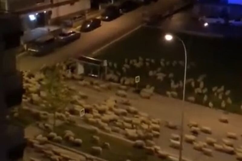 Десетки овце изпълниха празните турски улици ВИДЕО