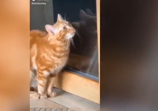 Дресирана котка покори интернет ВИДЕО 