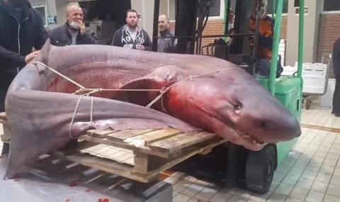Чудовище: Рибари уловиха 330-кг лаеща акула до Кавала СНИМКА
