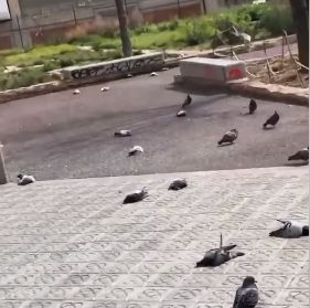 Зловещо ВИДЕО с мъртви птици от Бареселона шашардиса мрежата