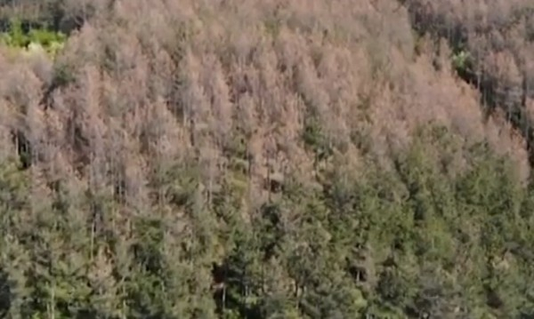 Страшна напаст нападна горите на България заради К-19, пожълтяват в разгара на пролетта 