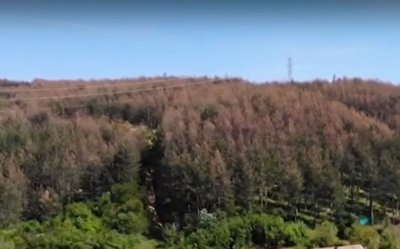 Страшна напаст нападна горите на България заради К-19, пожълтяват в разгара на пролетта 