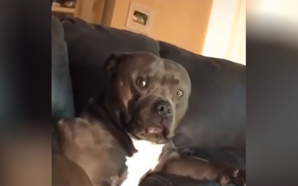 Куче разсмя всички с реакцията си, докато собственичката му пееше ВИДЕО