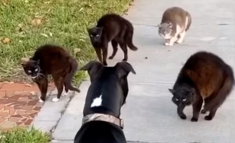 Куче срещна банда улични котки и стана страшно ВИДЕО
