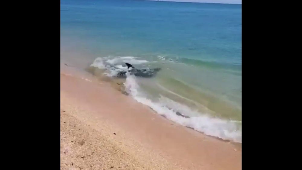 ВИДЕО запечата делфини до брега на Черно море