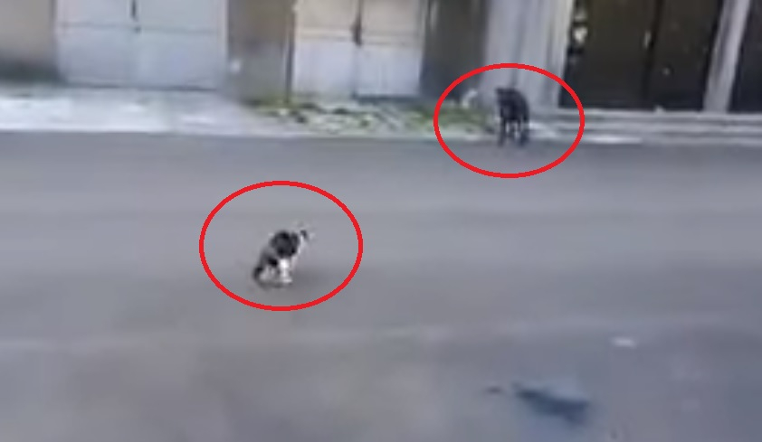 Мрежата прегря от ВИДЕО с бой между куче и котка в София