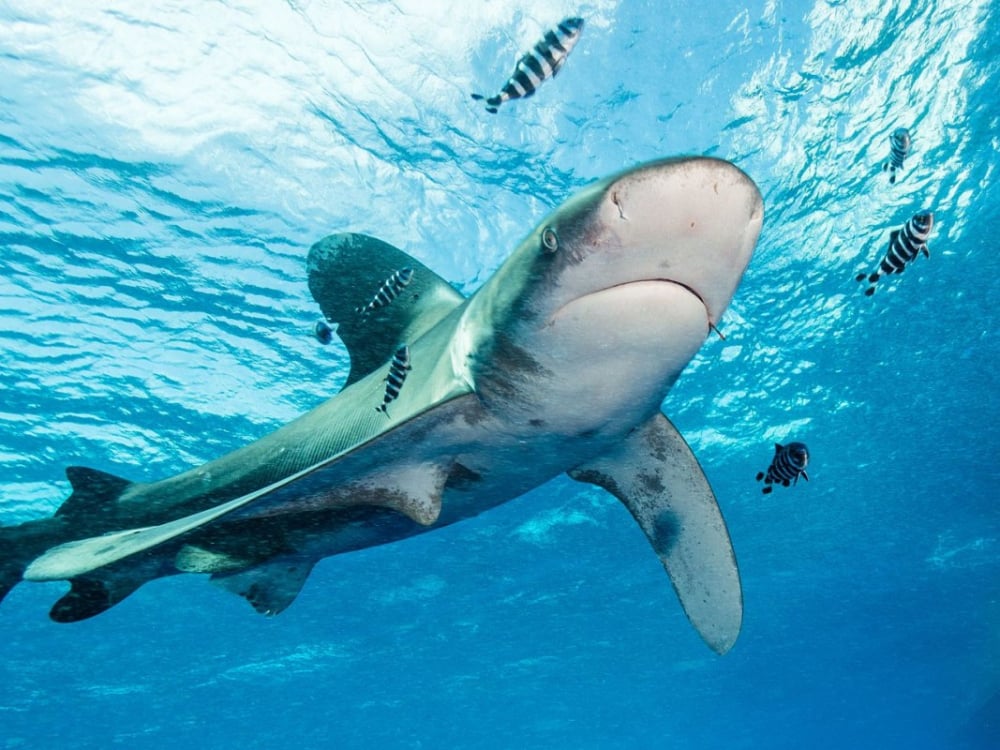 6-метрова акула се появи насред тумба летовници до брега на Малага ВИДЕО 