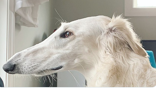 Куче с ужасно дълъг нос стана хит в мрежата ВИДЕО