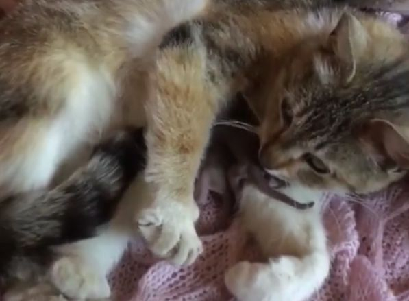 Урок по доброта: Котка умили интернет с грижата си за сурикати ВИДЕО