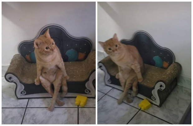 Това котенце умилява с навиците си да седи като човек на диванче ВИДЕО 