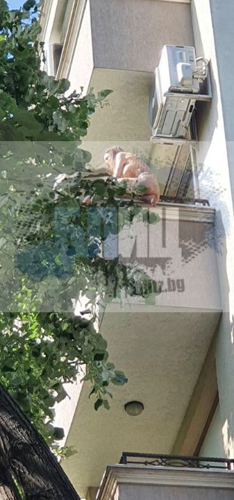 Бомба в БЛИЦ: Свалиха от парапета на балкон полугола бившата на Киро Скалата! ЕКСКЛУЗИВНИ СНИМКИ
