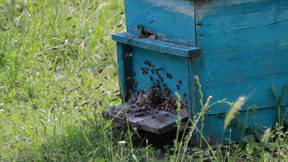 Трагедия: Ужилената от пчели 32-г. родопчанка починала пред очите на цялото семейство!