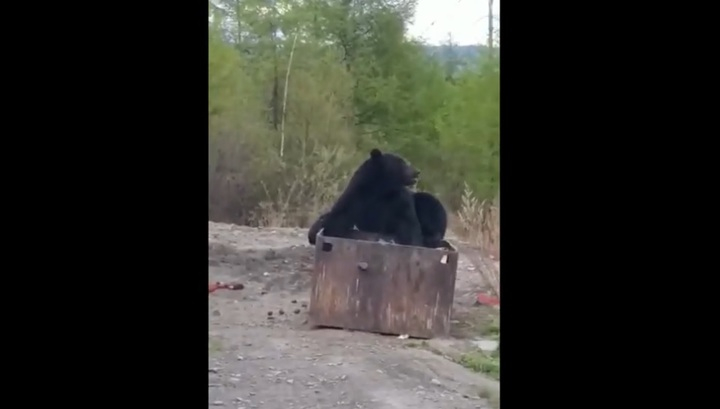 Невъзмутим мечок похапна в двора на къща ВИДЕО