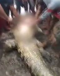 Ужас: Извадиха останките на жена от търбуха на крокодил ВИДЕО 18+