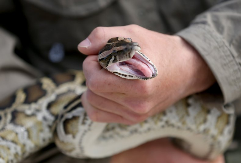 Кървавата битка на човек с гигантска смъртоносна змия бе запечатана на ВИДЕО 18+