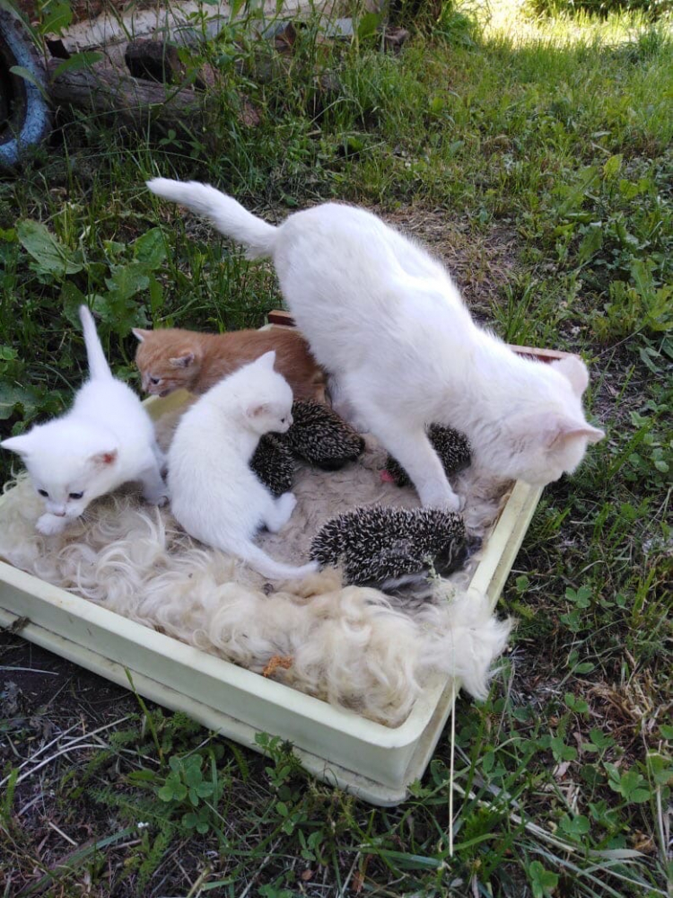 Котка осинови таралежчета - сирачета и ги кърми СНИМКИ