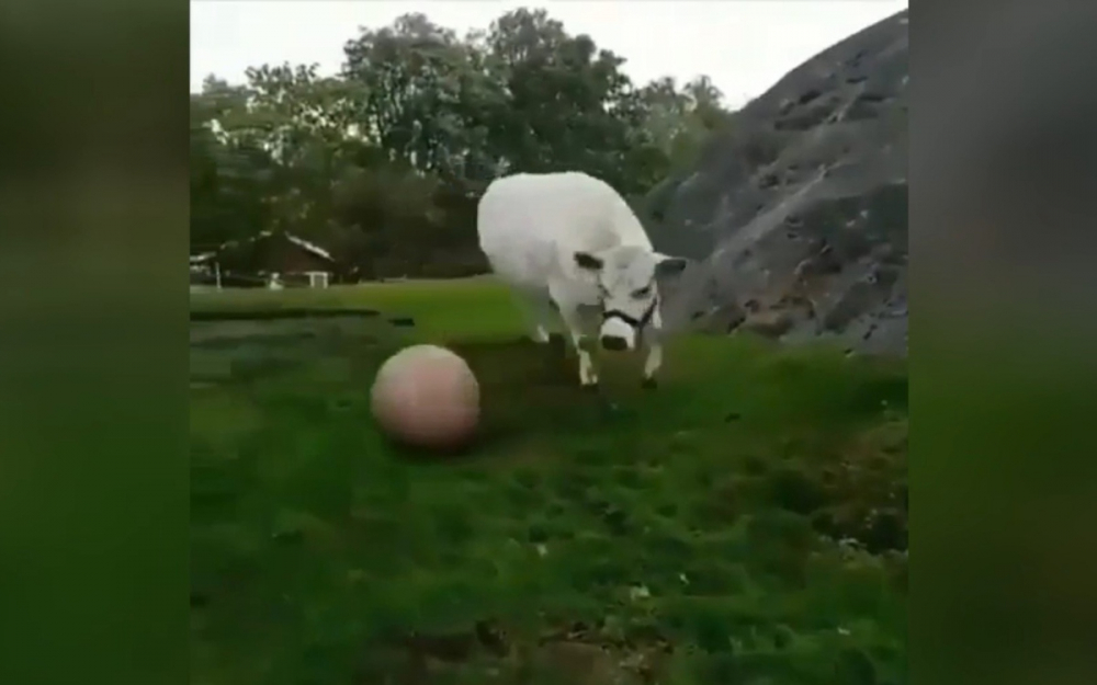 Крава, играеща с топка, стана звезда в мрежата ВИДЕО