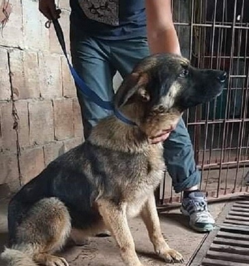Ето какво се случва с кучето, станало жертва на подивели цигани във Враца 