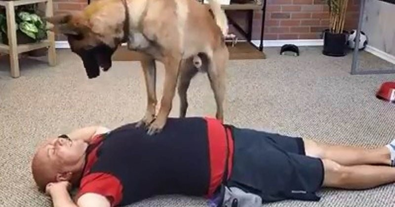 Това куче знае как да предостави първа помощ по-добре от някои хора