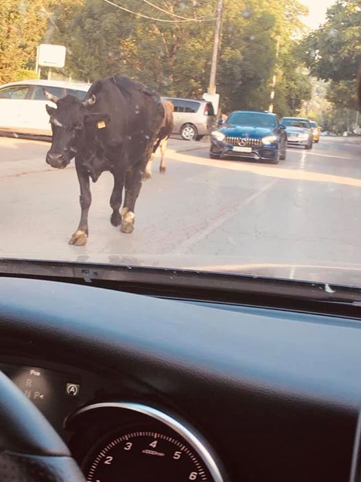 Свободно разхождащи се крави ошашавиха столичните шофьори