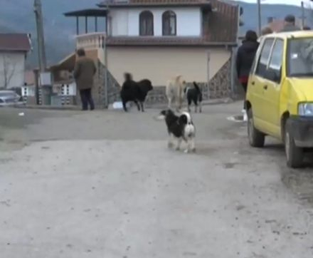Озверели кучета разкъсаха мъж в Благоевградско ВИДЕО