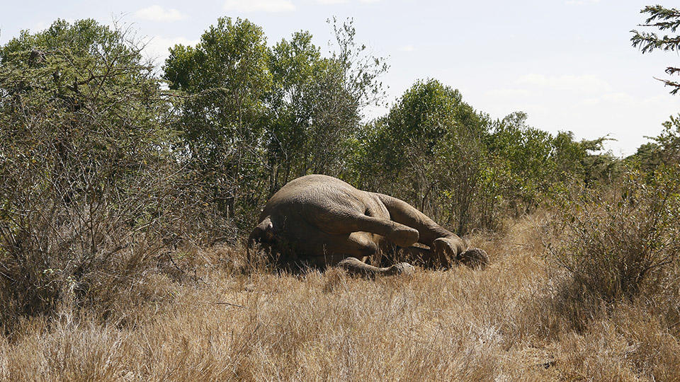 Мистериозна инфекция води до масова смърт на слоновете