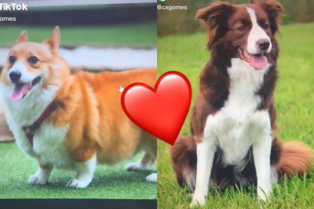 Плодът на любовта между две кучета покори потребителите в мрежата ВИДЕО