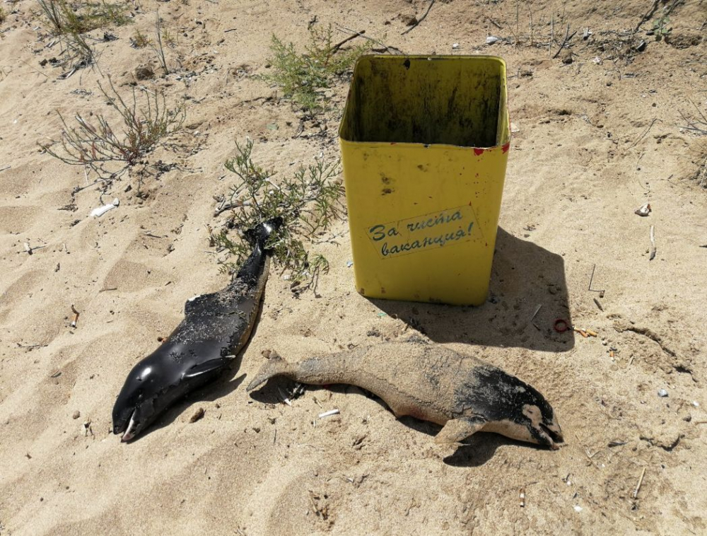 Два трупа до кош за боклук смразиха туристите на плаж "Хармани" СНИМКИ 