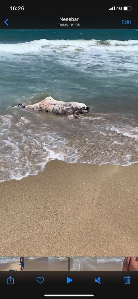 Два трупа до кош за боклук смразиха туристите на плаж "Хармани" СНИМКИ 