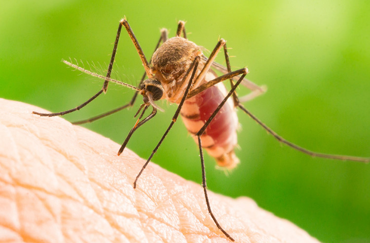 Откриха защо комарите хапят едни хора, а други не