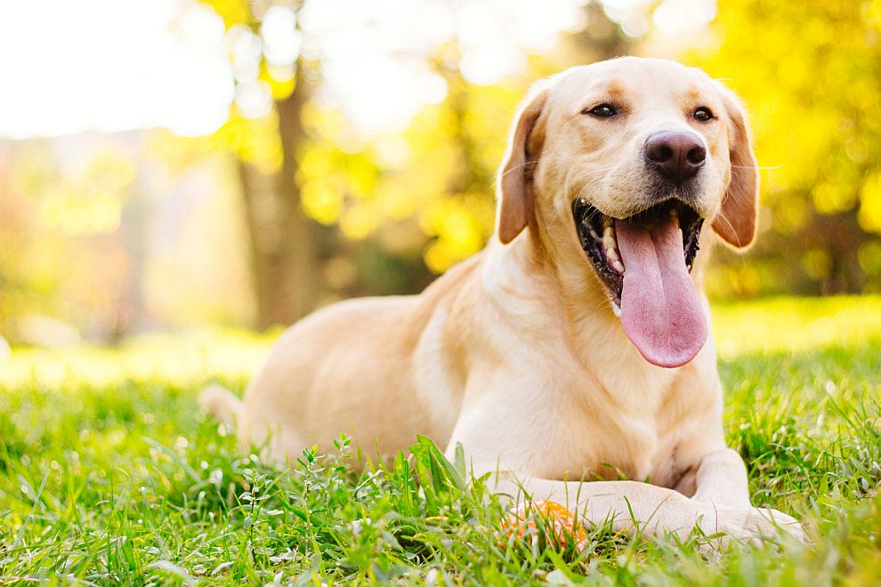 Специално обучени кучета откриват болни от коронавирус