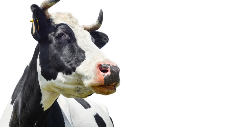 Пастири нападнаха полицай заради стадо крави в Шумен