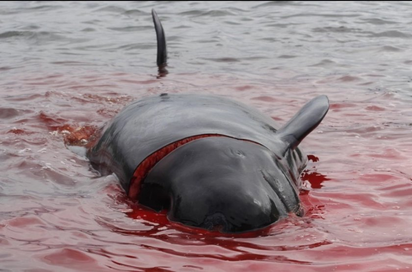 Брутално клане: Фарьорските острови почервеняха от кръв СНИМКИ 18+