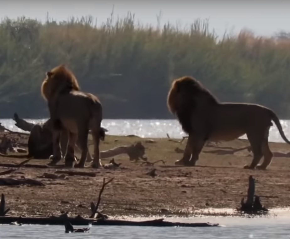 Заснеха тричасов бой на лъвове, слонове и хипопотами ВИДЕО
