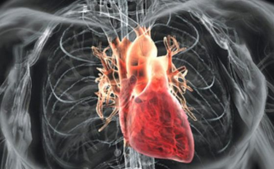 Уникално: Създадоха първото в света човешко сърце на 3D принтер
