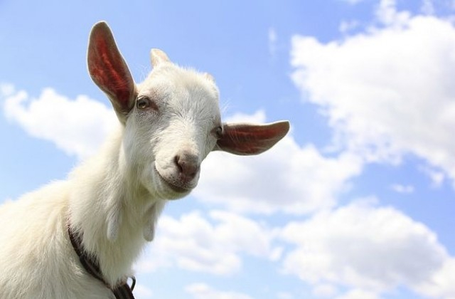 Шаш: Арестуваха коза, защото се разхождала без маска в полето