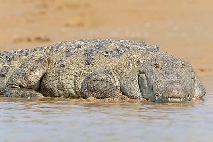 Сериен убиец нахранил крокодили с около 50 души