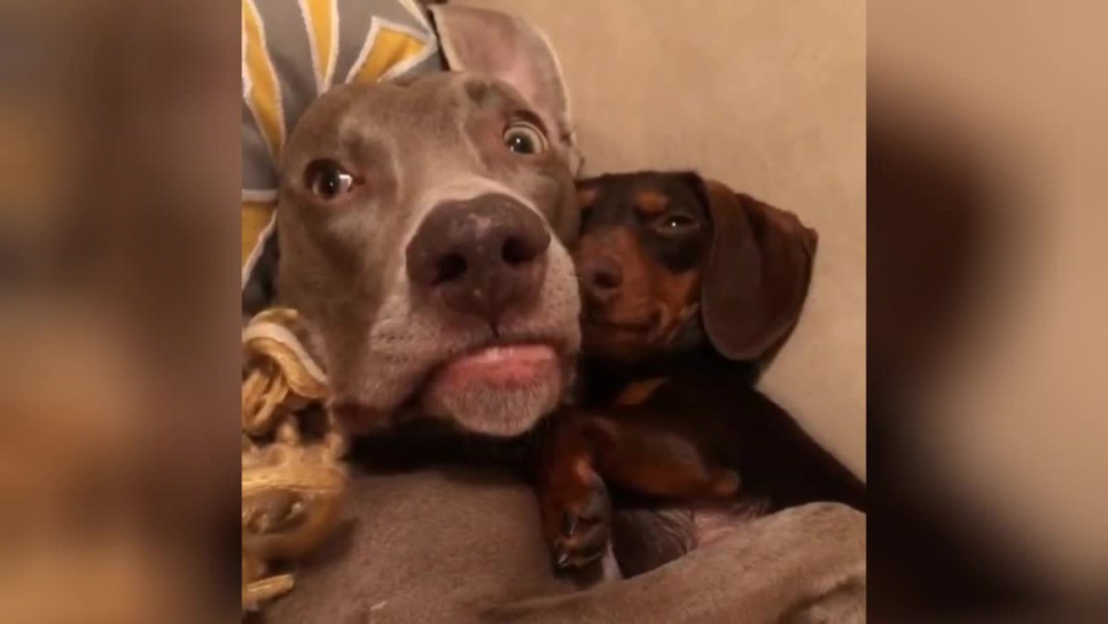 Забавно ВИДЕО: Куче се шокира от „момичето“, лежащо в обятията му