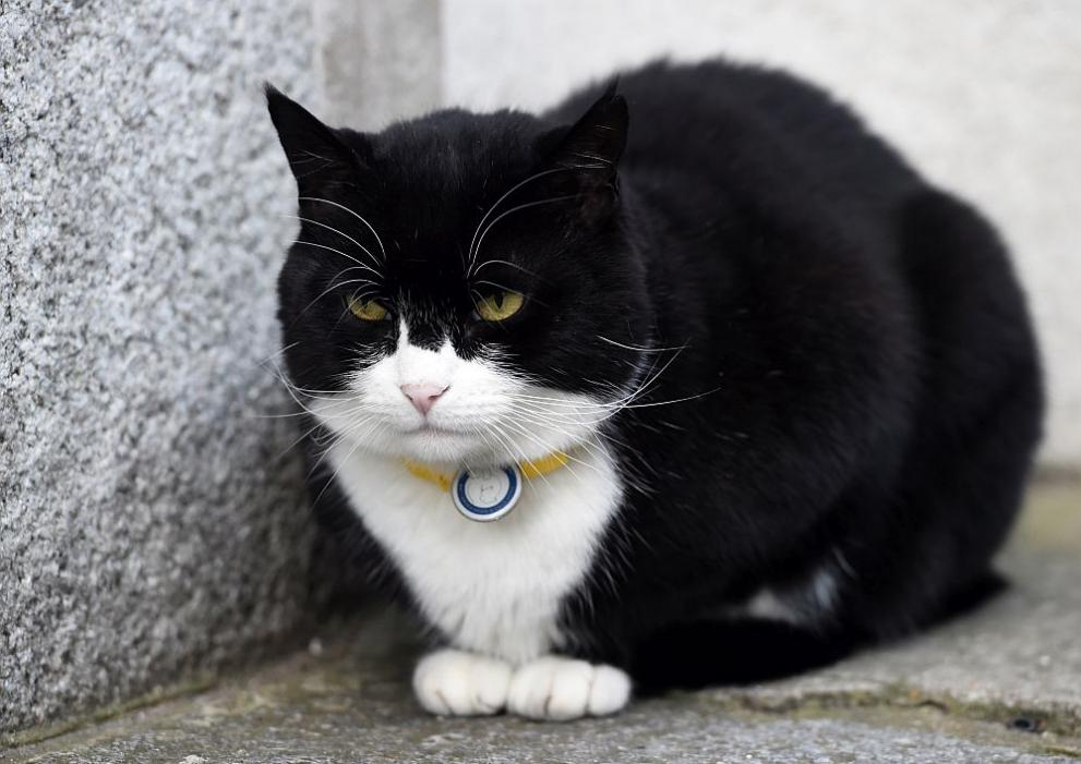 Най-известната котка във Великобритания подаде оставка ВИДЕО 