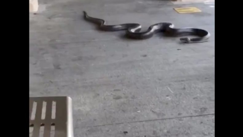 ВИДЕО запечата каква гигантска черна змия пълзи в метрото в Ню Йорк