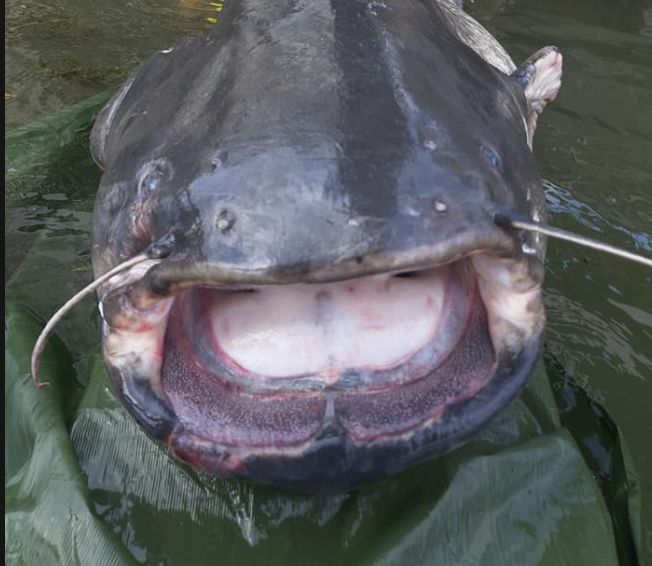 Рибар извади невиждано чудовище от Сена СНИМКИ