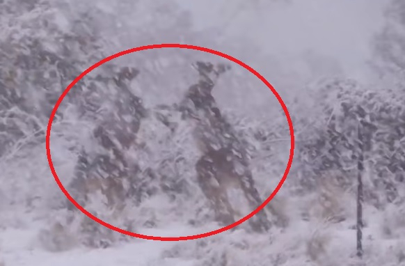 Такова нещо не се вижда всеки ден: Кенгура се избиха насред обилен сняг ВИДЕО