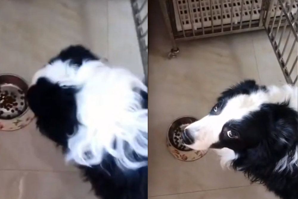 Куче с уникална реакция за храната, сипана от собственичката ВИДЕО
