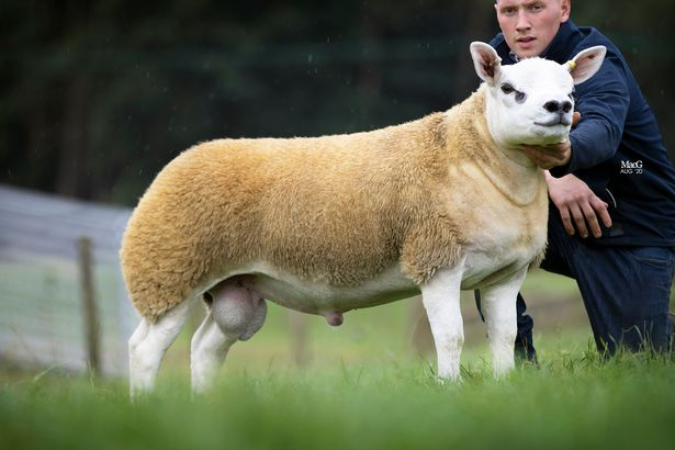 Никога няма да повярвате за колко се продадена търг най-скъпата овца в света СНИМКИ