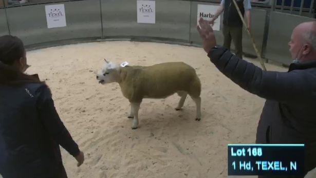Никога няма да повярвате за колко се продадена търг най-скъпата овца в света СНИМКИ