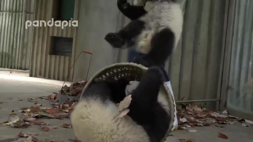 Невероятно забавно ВИДЕО с панди от зоологическа градина